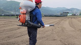 고추밭, 찰옥수수 밭에 비료 뿌리기 (4월 19일)