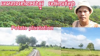 ទេសភាពនៅតាមដងផ្លូវ ទៅចម្ការដំឡូង#Potato plantation# Daily food .