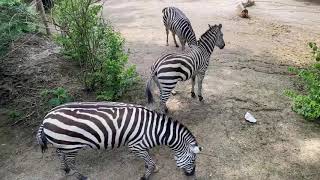 Home Safari – Zebra – Cincinnati Zoo