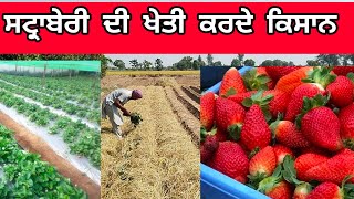 ਸਟ੍ਰਾਬੇਰੀ ਦੀ ਖੇਤੀ #strawberry #strawberries #strawberryfarm