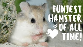 Funny Hamster Videos | Cute Hamsters Doing Funny Things!!! Epic Fail Compilation 2019