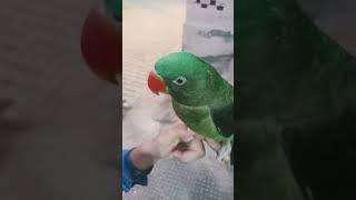 🦜🎶🦜🎶🦜🎶#viral #subscribe #shortsfeed #like #youtubeshorts #parrot #lucky#parrot #trending#public