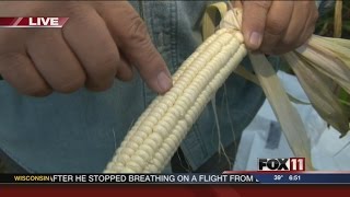 White corn harvest begins