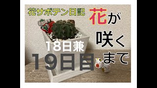 花サボテン日記 18.19日目 -昨日は体調不良でした -