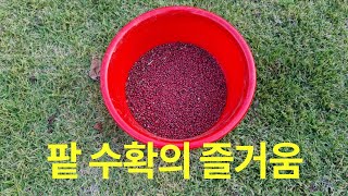 팥을 수확하는 즐거움 / The joy of harvesting red beans