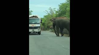 අල්ලස් ගන්න අලියා - Wild Elephant