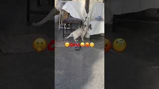 خرابکاری خانوادگی!!😝🫢#cat #video #funny #گربه_خانگی#😂