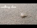 蛤蜊走路 walking clam