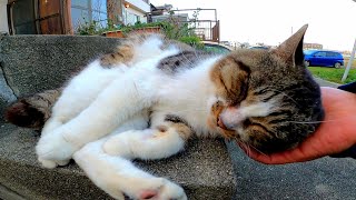 漁港の町で強烈な頭突きをしてくる野良猫に出会った