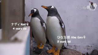 おたる水族館 ジェンツーペンギン達が外プールで泳いでいました。