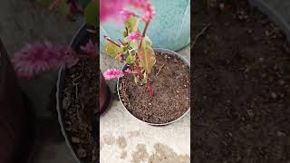 💚💚Meri Choti Si Bagiya🌸🌺🎄#garden #shorts#report #plant#Video#💚💚