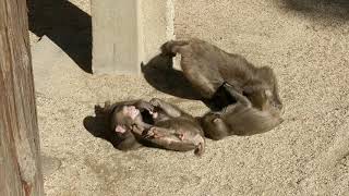 Baby Monkeys Playing at Takasakiyama Monkey Park