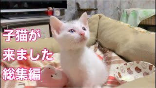 【子猫】子猫もちが我が家にやって来ました。未公開映像の総集編です。