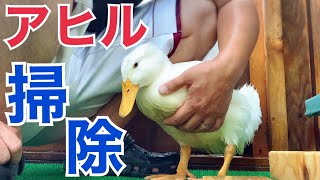 汚しまくるアヒル達の掃除がこんな楽になりました【アヒル小屋】