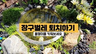 모기유충 장구벌레 퇴치방법. 천적인 올챙이를 키워보세요.The natural enemy of mosquito larvae. Let's grow a tadpole.