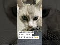 18歳おじいちゃん猫 cat ねこ動画 猫のいる暮らし 老猫 猫動画 高齢猫 ねこ 猫 ねこのいる生活 サバトラ猫