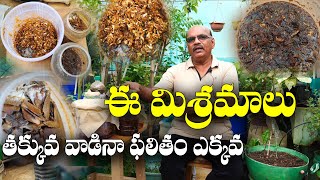 ఈ 3 మిశ్రమాలతో.. మిద్దెతోటకు సంపూర్ణ పోషకాలు || terrace garden nutrients || Ramesh || Nellore