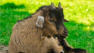 Funny Baby Goat Videos | Baby Goats Playing | Goat Kids | Cute Baby Goats Compilation | Baby Animals