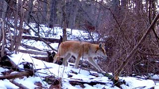 Trail camera series. Taken from 03.09.2023 to 03.15.2023 Some nice deer, bunny, coyote etc