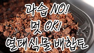 ＆ 열대식물이 죽기 힘든 배합토 ＆ 펄라이트가 싫다면.? 과습으로 식물이 죽는다면? 매일 물을 주고싶다면? 이 배합토를 사용해 보세요!!