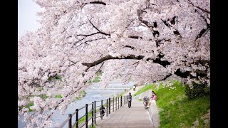 Discover the Magic of Japan's Cherry Blossom Festival: Hanami\