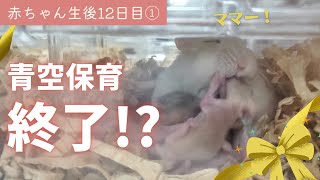 【ハムスター赤ちゃん生後12日目①】青空保育終了！？そして散開へ･･･