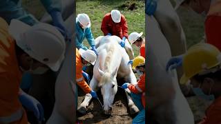 Rescue Team Saves Newborn Foal \u0026 Pregnant Mare| Horse Giving Birth