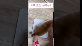 아기시바견 첫 몸무게 공개!!(시바견오뎅이)