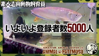 ありがとう!登録者数5000人間近!!【アクアリウム】【熱帯魚】