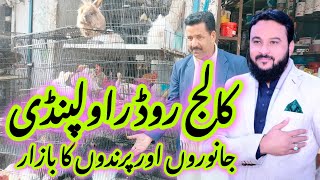 College Road Rawalpindi | animal and bird market | Geo Pothwar Tv