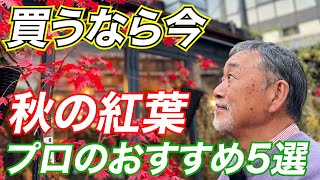 【目からウロコ!】今すぐ植えたい!! 秋にオススメする紅葉が綺麗な植木5選！【植栽】【庭】【外構】