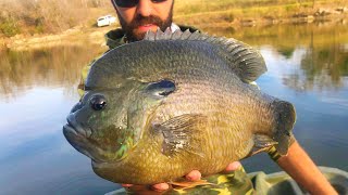 The BLUEGILL that eats BASS FOR BREAKFAST!!