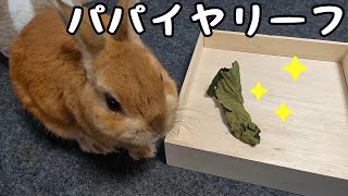 青パパイヤリーフを初めてあげてみたところ・・・このような結果に！？