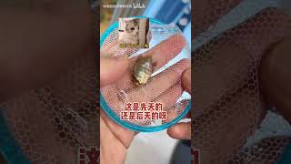 七彩小鱼苗里竟然有一条“独眼鱼”❗️❗️虽然有时候游起来身子是歪的，但是它真的好坚强🥹