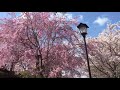 大神神社の桜