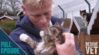 Cutest cat retirement village stops elderly cats from being put down | Rescue Ve