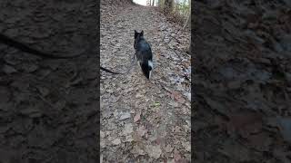 Walk 12.13.24 | A Walk With Camina XXVII | Hills \u0026 Dales #cat #nature #hiking