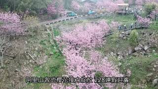 阿里山各式櫻花接力綻放 228連假迎賓