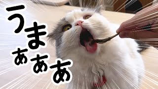 「にぼし」の反応が猫によって全く違いすぎて楽しいです