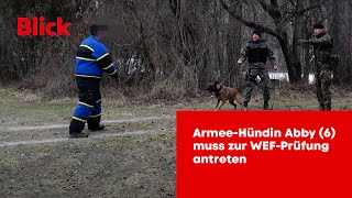 WEF - Hund sorgt für Sicherheit in Davos