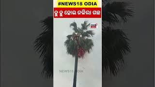 କାଳବୈଶାଖୀ ପ୍ରଭାବ, ମାରିଲା ଘଡ଼ ଘଡ଼ି, ଜଳିଲା ତାଳ ଗଛ | Thunderstorm | Odia News