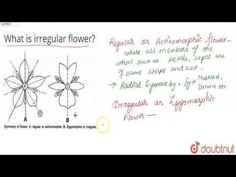 What is an irregular flower?