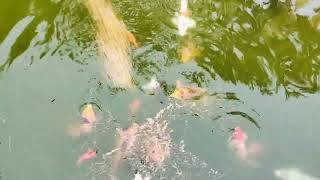 Feeding the special fishes of Awwal's Shahinbag Resort at Gazipur.