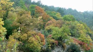 I COLORI DELL'AUTUNNO - FOLIAGE - GOLA DEL FURLO  [Pictures of Autumn Fall Foliage]