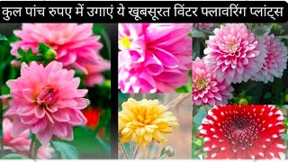 डहेलिया के बेहद खूबसूरत फूलों को बीज से ग्रो करने की आसान ट्रिक #nature #dehlia#beautiful #flower