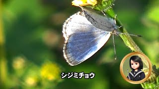 30秒の心象風景26082・翅を広げる～シジミチョウ～