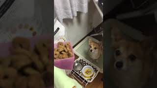 チワワとコーギーのミックス犬