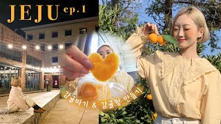 제주 겨울여행 브이로그 🍊 생에 첫 감귤따기 \u0026 감귤청 만들기 \u0026 제주감성숙소 플레이스 캠프 제주