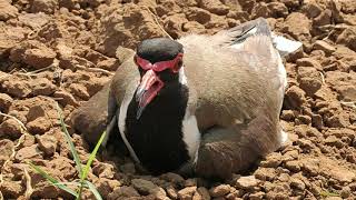 Red Wattled Lapwing | Titodi Sounds | Titari I Bird sound Red wattled ( Tateri ) I Tithari ki Awaz