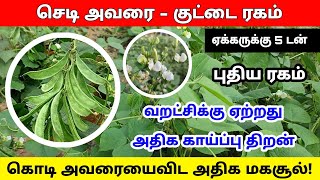 அதிக லாபம் தரும் செடி அவரை வளர்ப்பு |  chedi avarai plant | chedi avarai valarppu murai | அவரை செடி